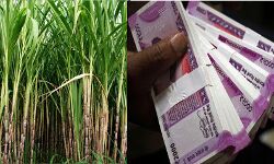 किसानों को किया गया 7793 करोड़ रूपये का भुगतान किसानों को किया गया 7793 करोड़ रूपये का भुगतान