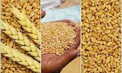 किसी प्रकार की न हो असुविधा- जानिए कब तक रहेगी गेहूँ खरीद जारी