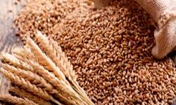 गेहूं खरीद और DAP खाद पर सब्सिडी- केंद्र ने किसानों को दी राहत-सुशील