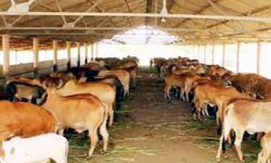 बायो एनर्जी फार्मर प्रोड्यूसर कम्पनी-बनी पहली गौशाला संचालन पार्टनर