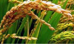 3 कंपनियों ने किसानों का लाखों का धान हड़पा 3 कंपनियों ने किसानों का लाखों का धान हड़पा