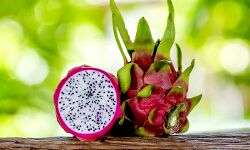 ड्रैगन फ्रूट की खेप का निर्यात-वाणिज्य मंत्रालय ड्रैगन फ्रूट की खेप का निर्यात-वाणिज्य मंत्रालय