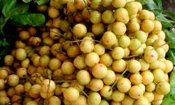 बर्मी अंगूर का पहली बार निर्यात