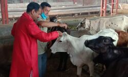 दूध न देने वाली गाय माता की सेवा कर कमाया पुण्य