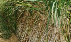 गन्ने की नई प्रजातियों से गन्ना किसानों और मिलों को हुआ फायदा गन्ने की नई प्रजातियों से गन्ना किसानों और मिलों को हुआ फायदा