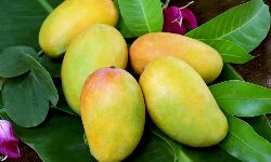 आम की 10 किस्मों को मिली भौगोलिक पहचान आम की 10 किस्मों को मिली भौगोलिक पहचान