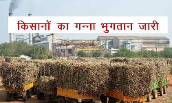 UP में किसानों का गन्ना भुगतान जारी UP में किसानों का गन्ना भुगतान जारी