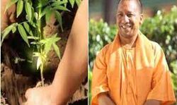 UP में एक दिन में रोपे गये 25 करोड़ पौधे UP में एक दिन में रोपे गये 25 करोड़ पौधे