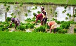 किसानों को मिलेगा 50 प्रतिशत सब्सिडी पर हजारों टन जिप्सम