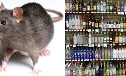 चूहों ने सजाई महफिल-बनाए पैग-डकार गए 12 बोतल चूहों ने सजाई महफिल-बनाए पैग-डकार गए 12 बोतल