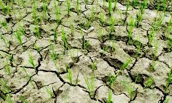 बारिश न होने से किसानों की चेहरे पर चिंता की लकीर बारिश न होने से किसानों की चेहरे पर चिंता की लकीर