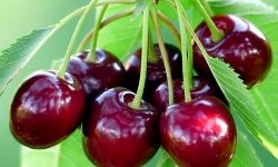 आम, जामुन के बाद- घाटी की मिश्री चेरी का भी निर्यात आम, जामुन के बाद- घाटी की मिश्री चेरी का भी निर्यात