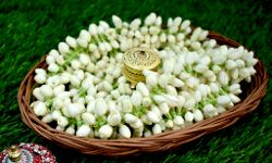 फलो के बाद- अब चमेली के फूल का भी निर्यात