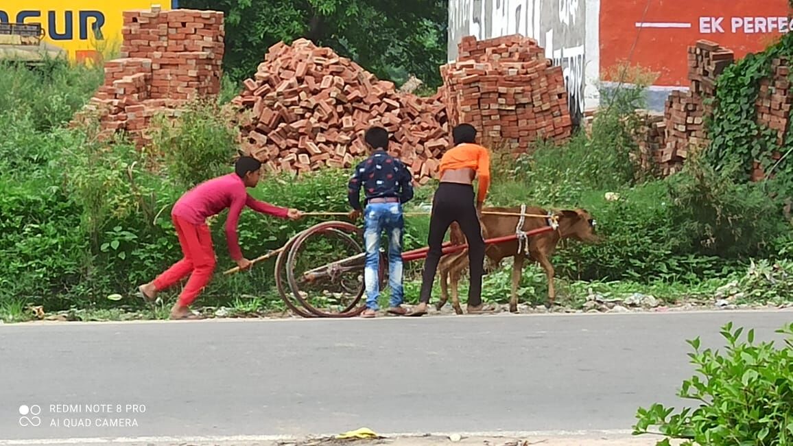 हुआ जुगाड़ कामयाब-बच्चों ने ऐसे बनाई बछड़ा गाड़ी-लिया सैर सपाटे का मजा हुआ जुगाड़ कामयाब-बच्चों ने ऐसे बनाई बछड़ा गाड़ी-लिया सैर सपाटे का मजा