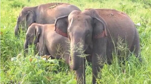 हाथियों ने उजाड़ दी 15 एकड़ फसल-चिंघाड से इलाके में दहशत