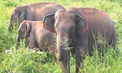 हाथियों ने उजाड़ दी 15 एकड़ फसल-चिंघाड से इलाके में दहशत हाथियों ने उजाड़ दी 15 एकड़ फसल-चिंघाड से इलाके में दहशत