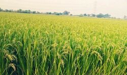 ड्रेन टूटने से लगभग 150 एकड़ फसल का हुआ नुकसान