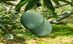 आम प्रेमियों के बीच मल्लिका हो रही हैं लोकप्रिय