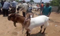 बकरीद पर बकरों की बिक्री पर नहीं आ रहे खरीदार बकरीद पर बकरों की बिक्री पर नहीं आ रहे खरीदार