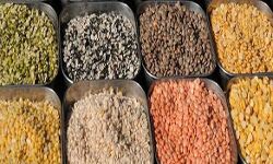 दालों के आयातकों को स्टॉक सीमा से छूट दी गई दालों के आयातकों को स्टॉक सीमा से छूट दी गई