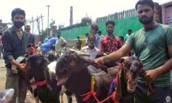 बकरीद पर सजे बाजार-कुदरती कलमा लिखा सुल्तान बना आकर्षण का केंद्र बकरीद पर सजे बाजार-कुदरती कलमा लिखा सुल्तान बना आकर्षण का केंद्र