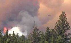 जंगल में लगी आग -आपातकाल की घोषणा