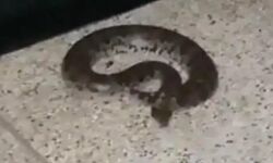 AC में घुस कर बैठ गया अजगर-मचा हड़कंप AC में घुस कर बैठ गया अजगर-मचा हड़कंप