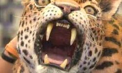 तेंदुए के हमले में किसान घायल तेंदुए के हमले में किसान घायल