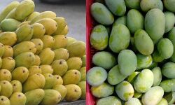 सहारनपुर से उम्दा प्रजाति के 12 टन आम भेजे गए भुटान सहारनपुर से उम्दा प्रजाति के 12 टन आम भेजे गए भुटान