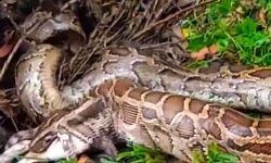 गांव में घुसा अजगर देखते ही देखते कर दिया बिल्ली का शिकार गांव में घुसा अजगर देखते ही देखते कर दिया बिल्ली का शिकार