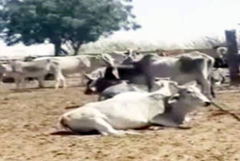 गौशाला में 50 से अधिक गायों की भूख प्यास से मौत का आरोप