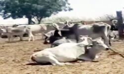 गौशाला में 50 से अधिक गायों की भूख प्यास से मौत का आरोप
