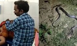 टीजीटी परीक्षा की तैयारी कर रही महिला को सांप ने डसा-हुई मौत टीजीटी परीक्षा की तैयारी कर रही महिला को सांप ने डसा-हुई मौत