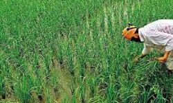 किसानों के 50 हजार रुपये से कम के ऋण माफ होंगे किसानों के 50 हजार रुपये से कम के ऋण माफ होंगे