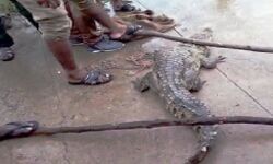 पेट्रोल पंप पर जा पहुंचा मगरमच्छ- जाने क्या हुआ पेट्रोल पंप पर जा पहुंचा मगरमच्छ- जाने क्या हुआ