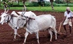 किसानों को मिला अपनी समस्याओं के हल के लिए उचित मंच किसानों को मिला अपनी समस्याओं के हल के लिए उचित मंच