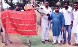 16.51 लाख में बिका योद्धा-बताई गोवंश की अहमियत