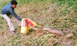 भाजपा के एक्स एमएलए के बाग में निकला विशालकाय अजगर भाजपा के एक्स एमएलए के बाग में निकला विशालकाय अजगर