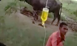 नीम हकीम खतरा ए जान पेड़ पर टांगी ग्लूकोज की बोतल शुरू कर दिया इलाज नीम हकीम खतरा ए जान पेड़ पर टांगी ग्लूकोज की बोतल शुरू कर दिया इलाज