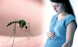 डेंगू से गर्भवती महिला की मौत