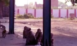 देखते ही देखते लाखों रुपए की नगदी लेकर भागा बंदर देखते ही देखते लाखों रुपए की नगदी लेकर भागा बंदर