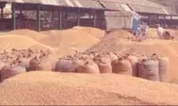 धान खरीद में पारदर्शिता-ओटीपी नंबर के बाद होगी किसानों से धान खरीद धान खरीद में पारदर्शिता-ओटीपी नंबर के बाद होगी किसानों से धान खरीद