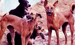 आदमखोर कुत्तों ने चंगुल में फंसे मजदूर को बुरी तरह नोंच डाला-हालत गंभीर