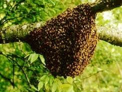 मधुमक्खी के हमले से सराफा व्यापारी की मौत