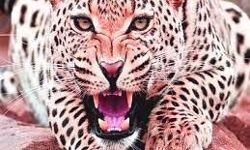 दादा दादी ने तेंदुए से भिडकर निकाली जबड़े से पोती की जान दादा दादी ने तेंदुए से भिडकर निकाली जबड़े से पोती की जान