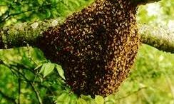 मधुमक्खी के हमले से सराफा व्यापारी की मौत