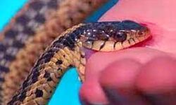 खेत में सो रहे बालक की सर्पदंश से मौत