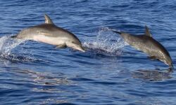 गंगा में बढ़ेगी डॉल्फिन की उछलकूद-हस्तिनापुर में बनेगा डॉल्फिन ब्रीडिंग सेंटर गंगा में बढ़ेगी डॉल्फिन की उछलकूद-हस्तिनापुर में बनेगा डॉल्फिन ब्रीडिंग सेंटर