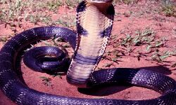 सो रहे थे पति पत्नी-बिस्तर पर चढ़ा कोबरा और फिर..