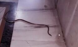 मंदिर में निकला सांप पकड़कर करने लगा डांस-थोडी देर में चली गई जान मंदिर में निकला सांप पकड़कर करने लगा डांस-थोडी देर में चली गई जान